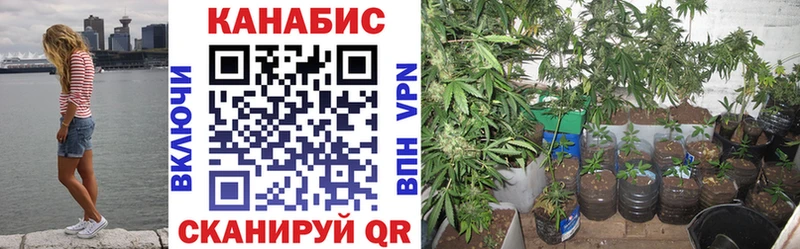 Бошки марихуана конопля  блэк спрут ССЫЛКА  Борзя 